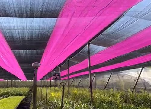 LB Pink Agricultural Shade Mesh Netting｜HunkunNET(1)