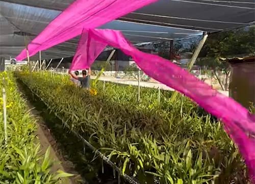 LB Pink Agricultural Shade Mesh Netting｜HunkunNET(3)