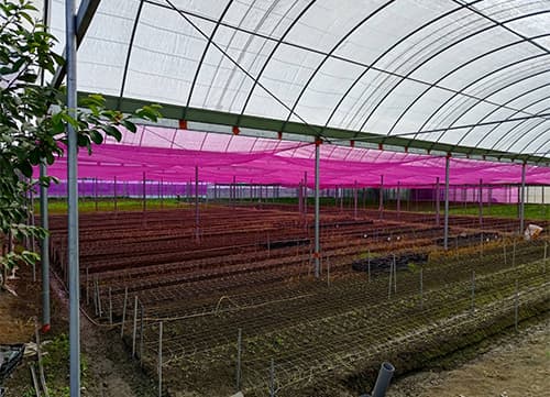 LB Pink Agricultural Shade Mesh Netting｜HunkunNET(4)
