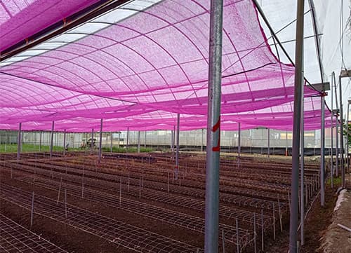 LB Pink Agricultural Shade Mesh Netting｜HunkunNET(5)