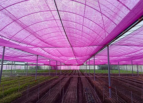 LB Pink Agricultural Shade Mesh Netting｜HunkunNET(6)