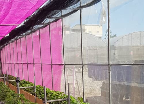 LB Pink Agricultural Shade Mesh Netting｜HunkunNET(7)